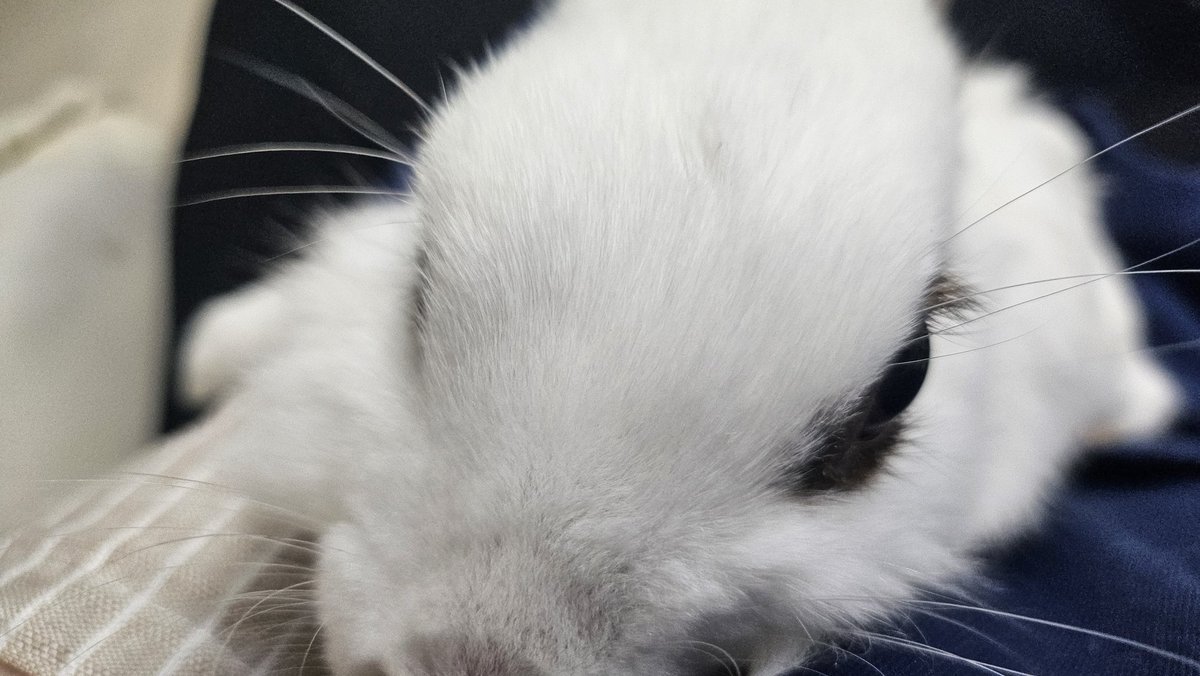 rabbit_mingming tweet picture