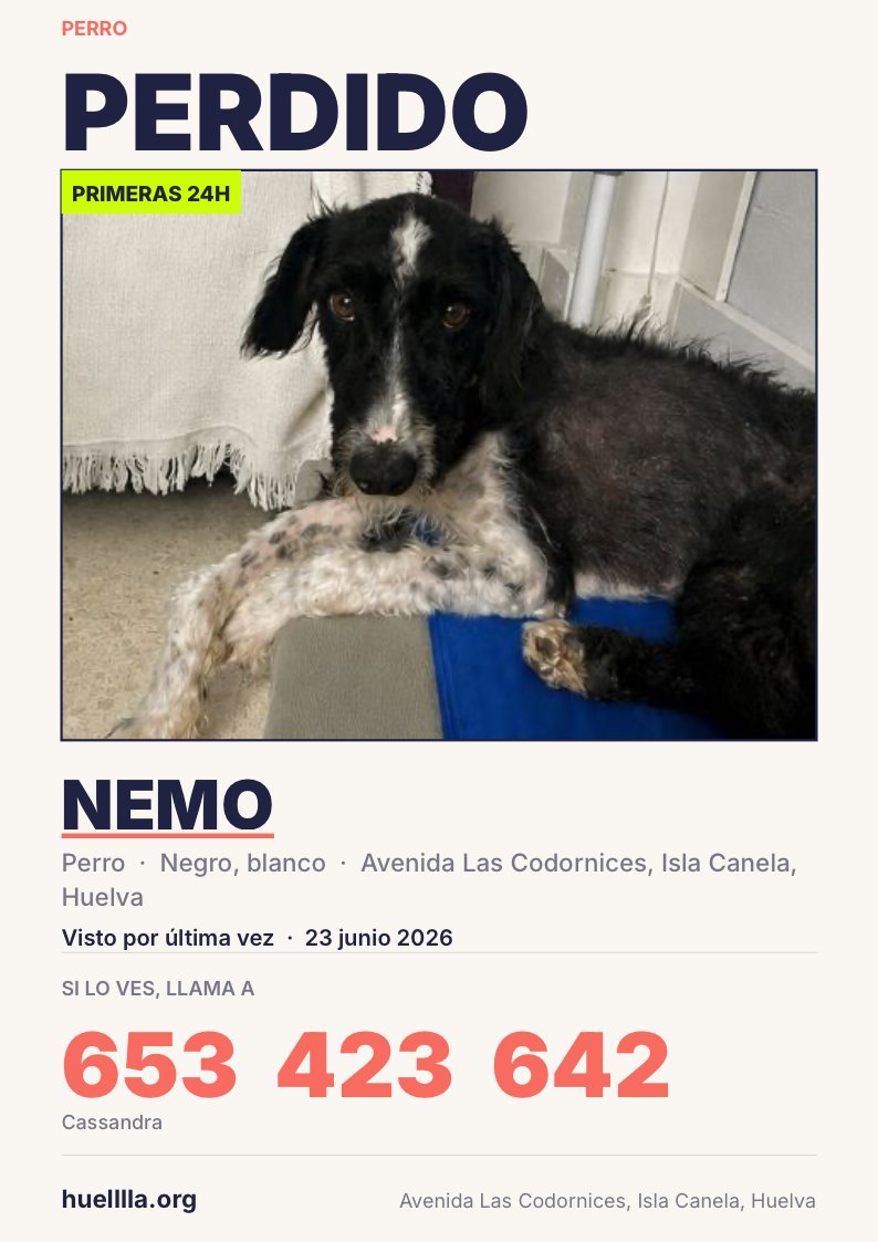 klaoe_'s tweet photo. Se busca a Nemo, perro macho, de color negro y blanco en la parte frontal. Se ha perdido en Isla Canela #Huelva. Está muy débil y muy delgadito.
Se dejará coger, es muy dócil💔
Si lo ves contacta con su familia. Comparte por favor! https://t.co/dK4OjDL00e