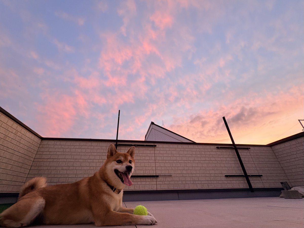 128Asahi's tweet photo. 夕陽のワンちゃん🐕

#柴犬 #しばいぬ #犬のいる暮らし #柴犬のいる暮らし #柴犬ライフ #shibainu https://t.co/xkMNHz4P5M