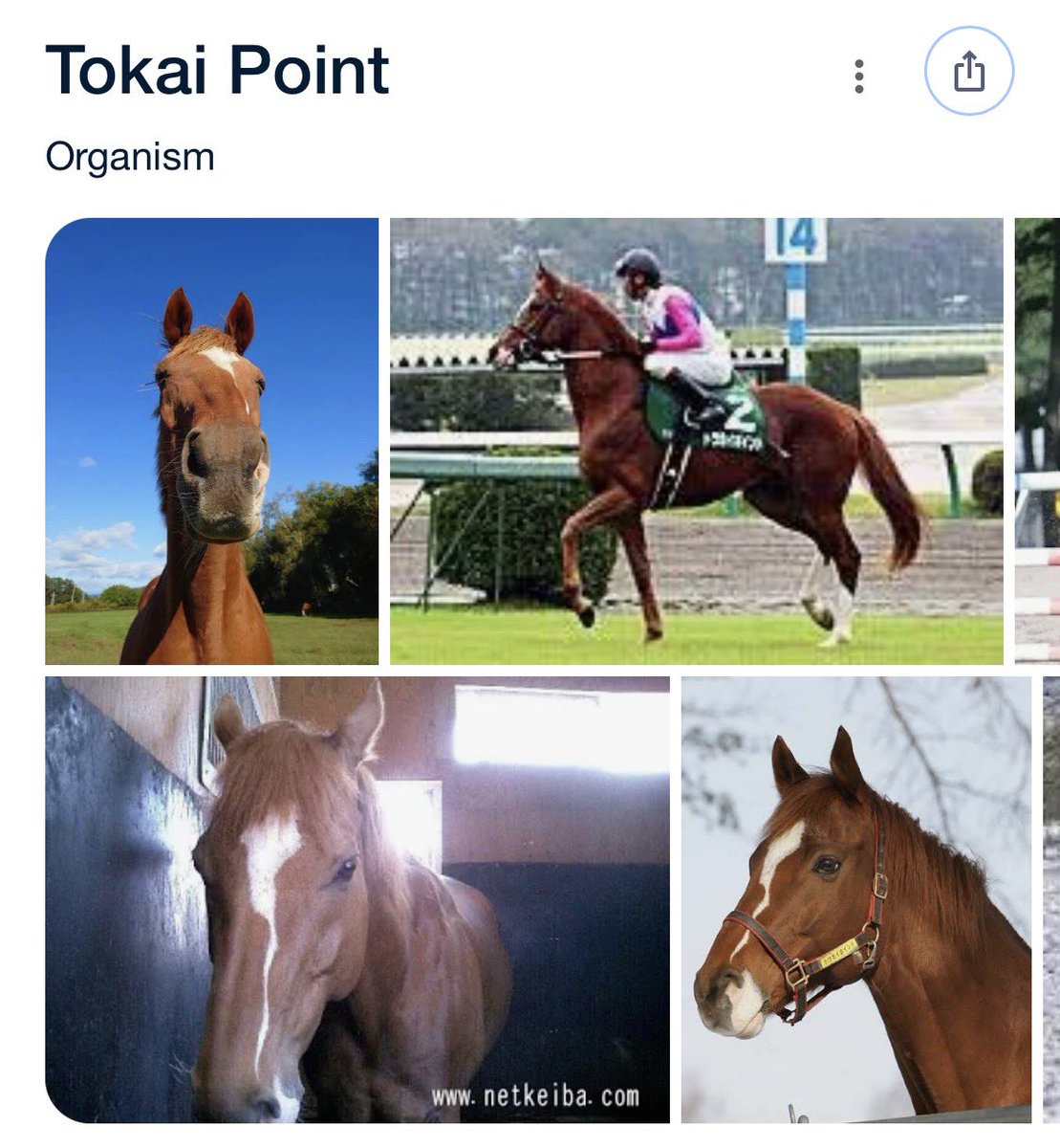 yuridawgz's tweet photo. big fan of looking up a horse and seeing them listed as an “organism” like yeah… i guess he is. an organism. sure. https://t.co/yf263O6bLI
