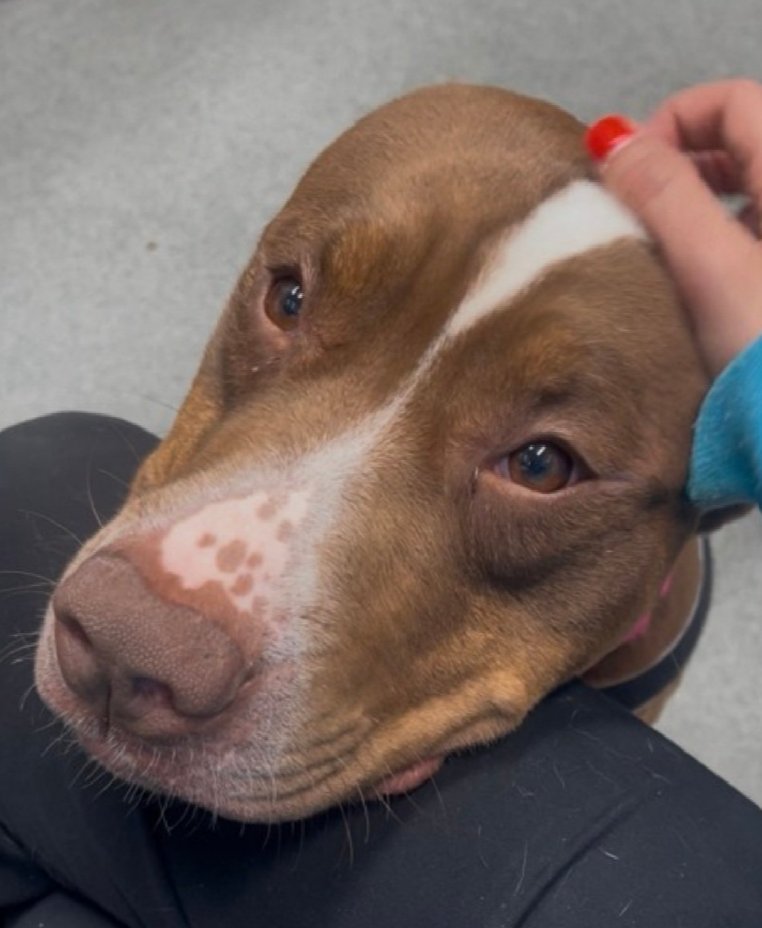 SaveTheseDogs tweet picture