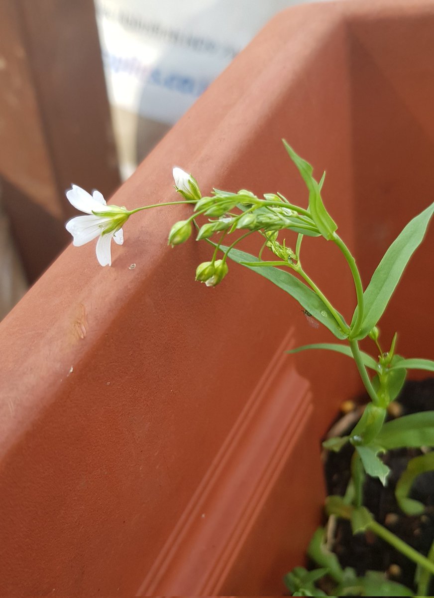 YLeafLab's tweet photo. Weeds are a strong term for the pretty ones.
 I prefer "volunteer plants" personally. 
The Bees like whatever this is, so its staying. https://t.co/VBPUFdnMEI