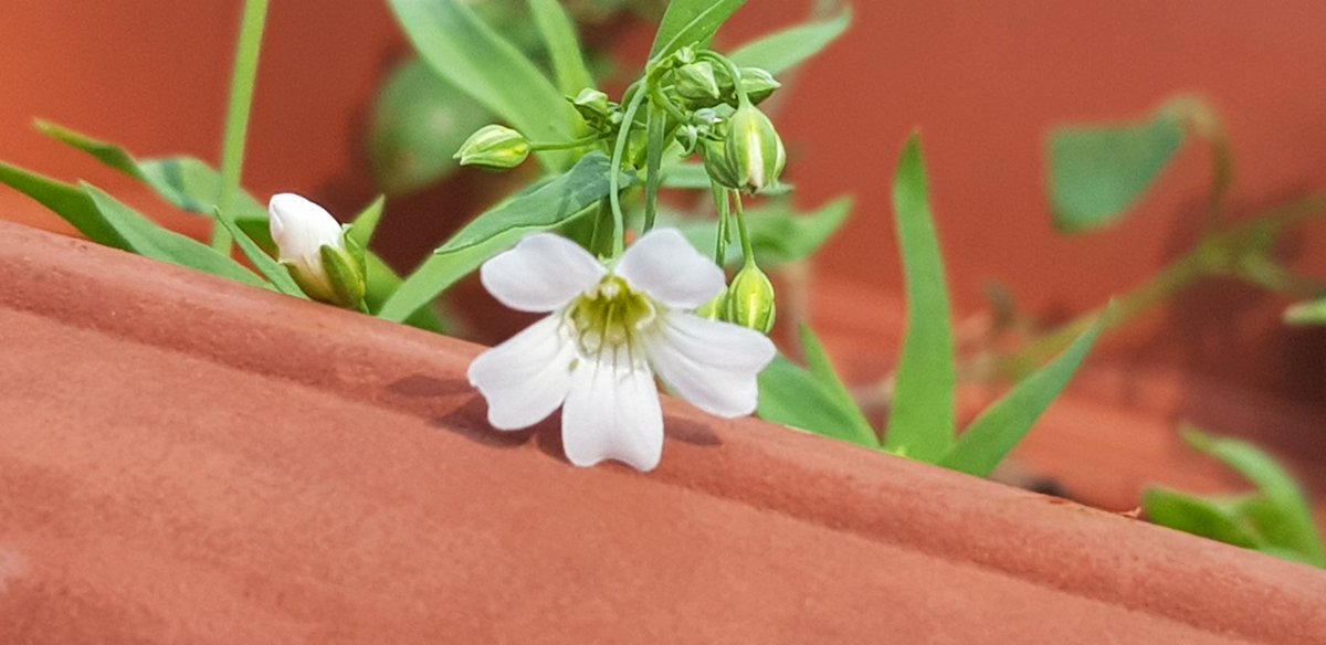 YLeafLab's tweet photo. Weeds are a strong term for the pretty ones.
 I prefer "volunteer plants" personally. 
The Bees like whatever this is, so its staying. https://t.co/VBPUFdnMEI