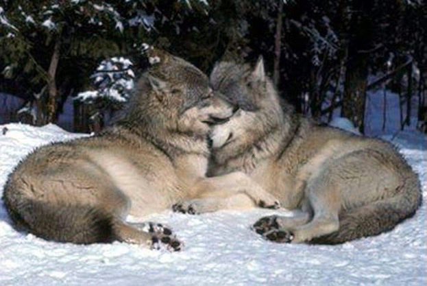 RaneTheFurball (16+) 🐺🌈✨ tweet media