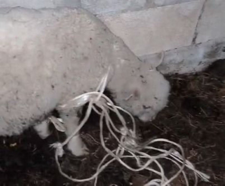 elorwelliano's tweet photo. LO QUE IMPORTÓ EUROPA
💥Joven afgano de 19 años condenado a 30 meses de prisión por violar animales en una granja cerca de Marsella.

El Tribunal de Aix-en-Provence ha condenado a 30 meses de cárcel a Massoud S., un ciudadano afgano de 19 años, por cometer abusos sexuales y actos de extrema crueldad contra media docena de animales en una granja educativa y santuario de Pennes-Mirabeau, cerca de Marsella. 

La sentencia considera probados los hechos contra varias cabras, una de ellas murió por las heridas internas, y un cordero de seis meses. Al ser detenido, el joven declaró que “solo eran animales” y que actuaba así “para no violar a una mujer”.