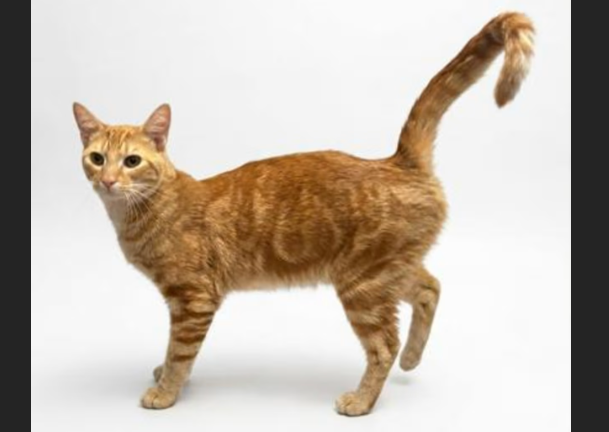 HollywoodDogs's tweet photo. Dalton, a 1-year-old orange tabby at a full shelter in #Gainesville, #GA, is in IMMEDIATE need of adoption, a foster home, or rescue https://t.co/ogRh2o15Jo #URGENT #tabby #AdoptableCatofDay https://t.co/qrzKERu52U