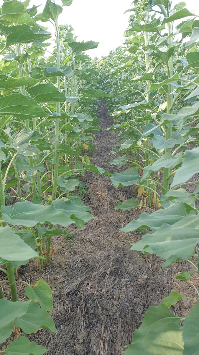 LuisMiArregui's tweet photo. Los girasoles en SD se están comportando bastante bien comparando con los de laboreo y teniendo en cuenta lo estresante que está siendo la campaña por el calor y la falta de lluvia. Tengo que mejorar la implantación del cultivo pero en cuanto al vigor estoy bastante satisfecho. https://t.co/3JW11xPuNr