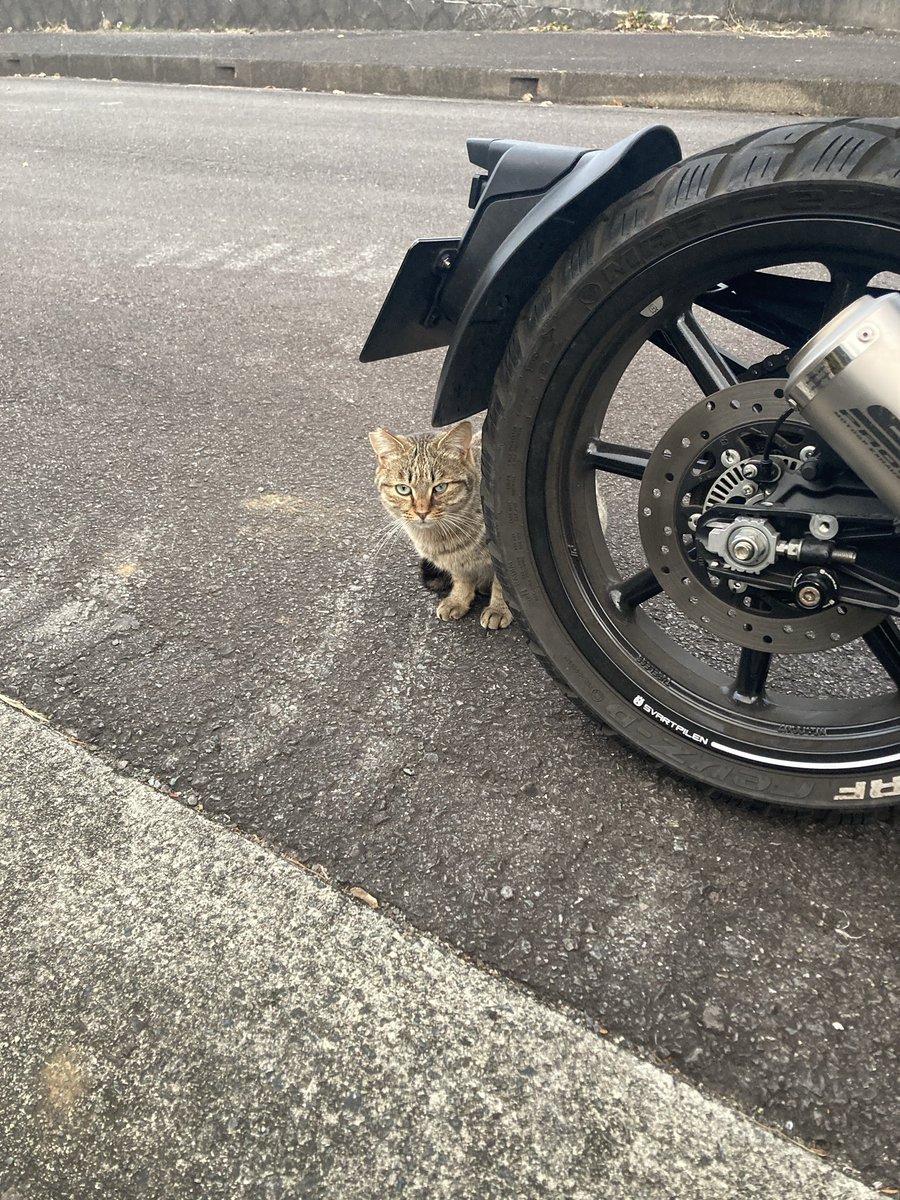 sayu157's tweet photo. いつの日かの猫たち https://t.co/W68GXbYgxs