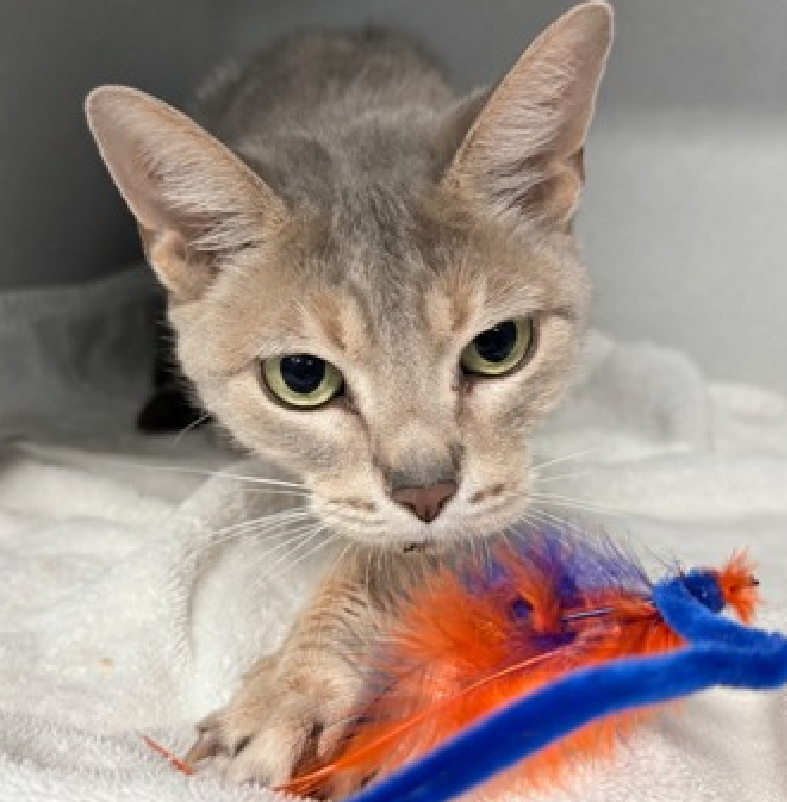JLthekid9999's tweet photo. 🆘🆘 MEECHY (ID 256330), 10 YO, FEMALE –  IN MANHATTAN ACC - came into the shelter as an aco - owner surrender on 6/4/2026, with the surrender reason stated as person circumstance- homeless.    🆘🆘 😿 😿 😿 😿

➡️TBD 6/25/26

➡️ SENIOR ALERT

➡️ MEDICAL PRIORITY – NEEDS MORE CARE AND ATTENTION THAN THE SHELTER CAN PROVIDE – IN FELINE ISO😱😱😱

➡️ TOO LOW ON PLEDGES TO STIMULATE RESCUE INTEREST

➡️🆘🆘 4TH  Chance on Emergency Placement List – BEYOND URGENT -  NO ROOM IN SHELTER – WILL NOT BE GIVEN MUCH MORE TIME – VERY HIGH EU/SILENT KILL RISK – 🆘🆘 😱🔥🔥😱

➡️ 20 DAYS IN SHELTER – TOO LONG – TIME IS RUNNING OUT

➡️ MEECHY IS ON THE EPL FOR MEDICAL REASONS –  She is a sweet, senior cat with an upper respiratory tract infection and severe dental disease. She is not eating and needs supportive care in a veterinary clinic to clear her infection. Once cleared, she also needs dental extractions to resolve the inflammation in her mouth. NOT EATING IS A DEATH SENTENCE IN SHELTER. This evaluation/diagnosis means that MEECHY will be given very little time for rescue/foster/adoption.🔥🔥🔥🔥

A volunteer writes: Meechy, a senior gal was left behind when her owners moved away. She might have lived with another kitty but its whereabouts are unknown. A concerned citizen took care of Meechy(qualified as a very friendly cat) until she was picked up by our field officers. Meechy was a bit reserved when I first met her but treats and tuna brought down her guards(same with the veterinary team). Catnip toys and feather wands had an even greater effect on Meechy, sending her playing like there was no tomorrow. No overstimulation, though, just plain good fun(see her video). Meechy is now quite happy to see a visitor. She makes friends quite easily, charming guests with head bunts and purrs. She is a very sweet and cute cat, very girly and petite. Meechy did very well on her behavior evaluation, is apparently healthy but missing most of her teeth(she should be fed soft food)and on the underweight side. It is without say that Meechy needs a home sweet home where she will feel safe, loved and will be well cared for. If you want to help a senior live happily during her golden years, Meechy is waiting for you at the Manhattan Care Center. What my friends at ACC say about me: I have medical needs that staff will address with you when you meet me. I am a sweet, social, older gal, looking for the perfect forever home! Cheek and chin scratches make me so happy! I am a cat that is in need of a lap! I can't wait to be your new lap cat. Meechy interacts with the observer, appreciates attention, is easy to handle and tolerates all petting. No known history of behavioral problems. This cat is showing behavior appropriate for cat parents with either an average amount of cat experience or demonstrate a basic understanding of typical cat behavior. ❤️ 😻❤️ 😻❤️ 😻

NEEDS OUT OF SHELTER ASAP –

Please RT or pledge, if you can, to save this little one.

@AdamsPaulGrimke

💔😿🙏Thank you
