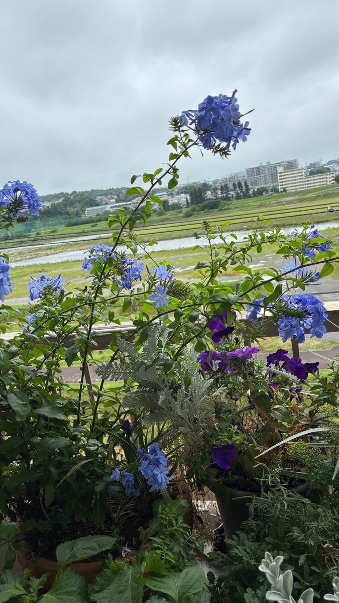 ArtAnneRose's tweet photo. ベランダガーデンは花盛り https://t.co/gKMDkA9Qa9 @YouTubeより https://t.co/UjHTBBOxDA