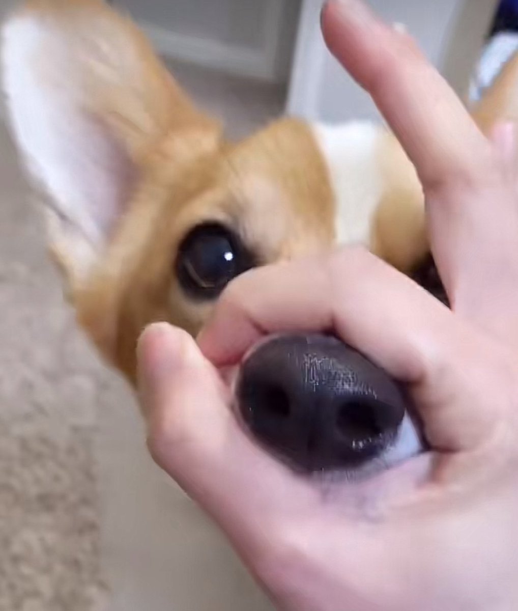 imurjy_'s tweet photo. พึกรู้ก…..เชื่อแร้วว่าอยากเปนบ้อกแบ้ก🐶💘

◟✦ @zee_pruk #ZeePruk  ·͜· https://t.co/ldndulQVne