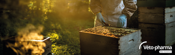 ProjectApism's tweet photo. On Thursday, June 25th at 12:30 EST, Véto-pharma will host the webinar “Vespa velutina: Biology, Control and Honey Bee Health” with Ana Dieguez Anton. Sign up here: https://t.co/08TAUn5eqZ https://t.co/Oh1M12byHX