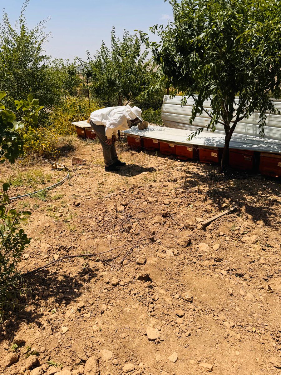 Artuklutarim's tweet photo. Artuklu İlçe Tarım ve Orman Müdürlüğü teknik personellerince, arıcılık faaliyetlerinin takibi ve kayıtların güncellenmesi amacıyla arı tespit çalışmaları gerçekleştirildi. 🐝🌼 @TCTarim @ibrahimyumakli @Mardiniltarim @Ender_Muhammed @A_OSMANOGLU47 https://t.co/s8cOZMIoRI