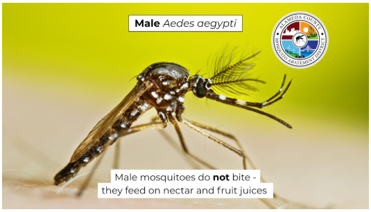 Dare2BWell's tweet photo. Reposting from @AlamedaMosquito 🦟
 
Male Aedes aegypti mosquitoes don't bite. Learn how Alameda County's innovative mosquito reduction program is helping reduce populations of this invasive species and support healthier communities: https://t.co/9sFG5MiLH3 https://t.co/Xsx9X4uq4O
