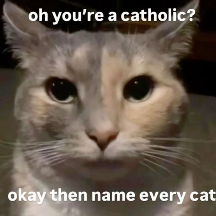 catsbeiingcats's tweet photo. https://t.co/TssQNRyHMs