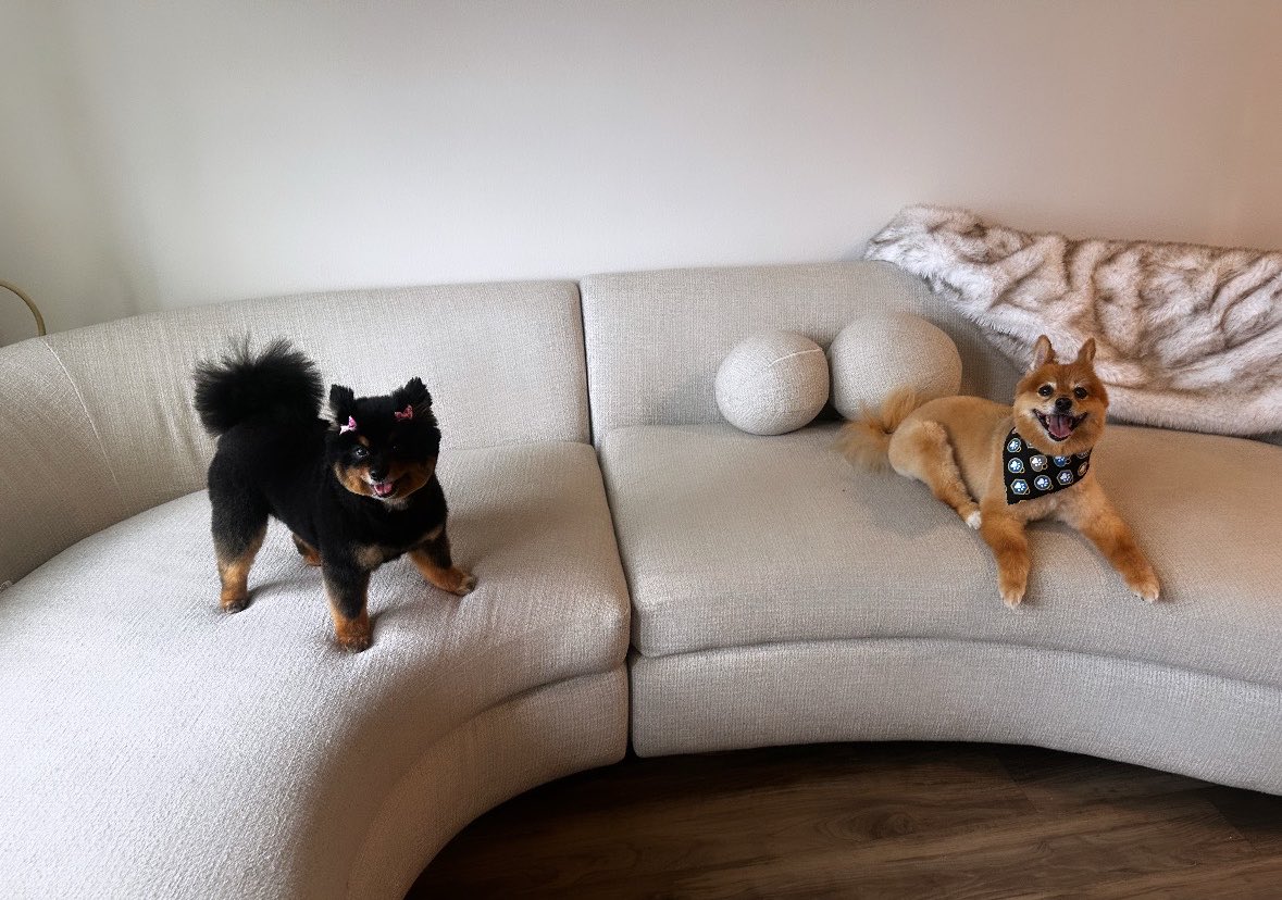BreannaMorello's tweet photo. Gia and Giuseppe just got their summer hair cuts and I’m so sad 🤣😭🥲 https://t.co/TcYAHBKYtj