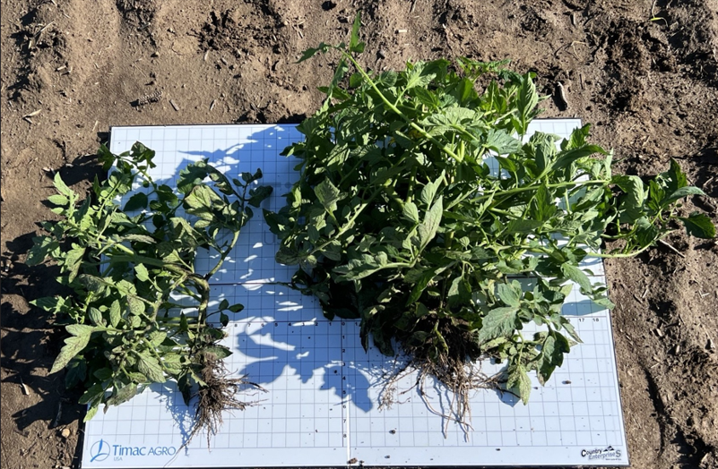 TimacAgroUSA's tweet photo. Every field tells a story. See early observations from our Red Gold #tomato trial. Treated plots appear to exhibit greater canopy development & plant vigor than the Untreated Control (UTC). The season is just getting started!
#Agriculture #Agronomy #FieldTrials #CropNutrition https://t.co/wFOUotLIc3