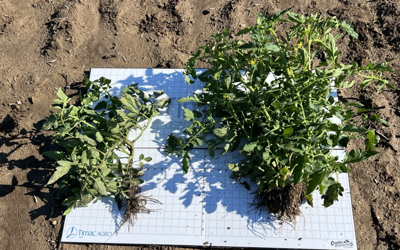 TimacAgroUSA's tweet photo. Every field tells a story. See early observations from our Red Gold #tomato trial. Treated plots appear to exhibit greater canopy development & plant vigor than the Untreated Control (UTC). The season is just getting started!
#Agriculture #Agronomy #FieldTrials #CropNutrition https://t.co/wFOUotLIc3