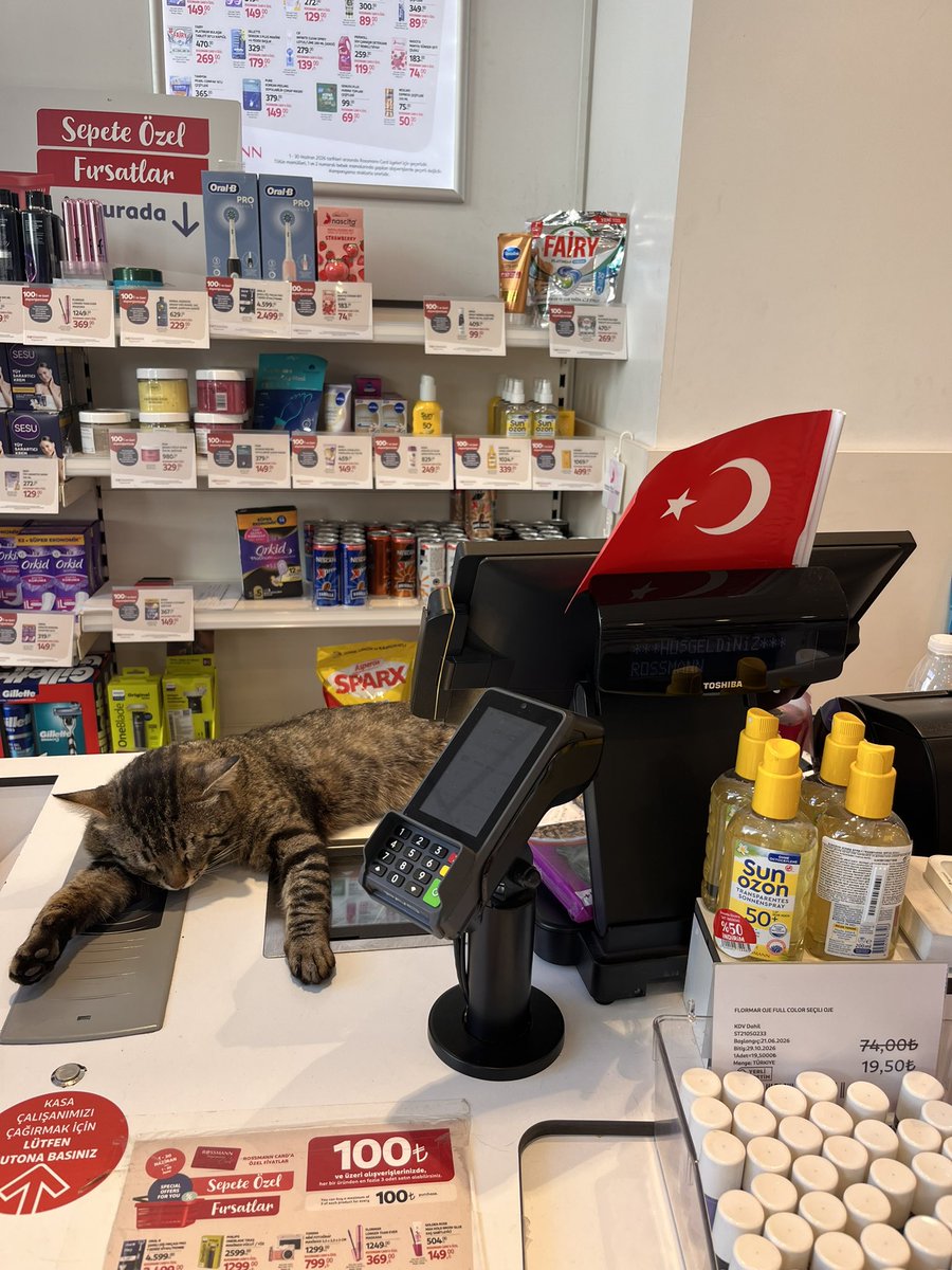cerenamafelfena's tweet photo. Kedi işçiye hayır https://t.co/oSG19UVsZJ