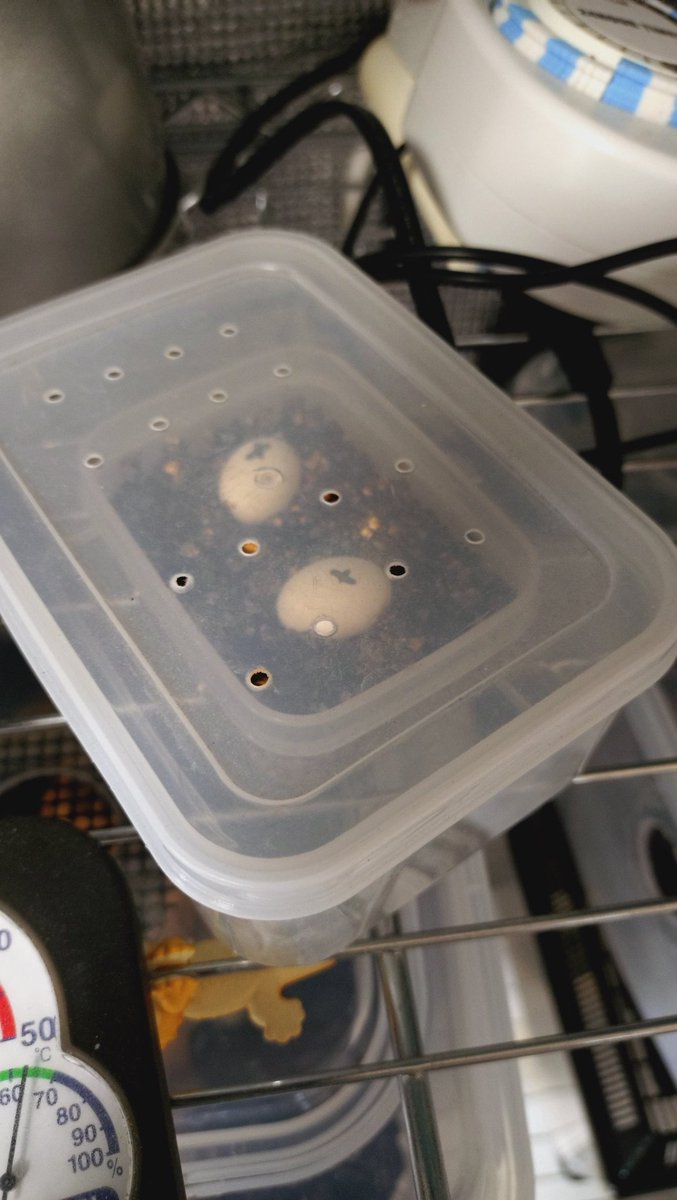 jillgarage's tweet photo. 順調に育ってます🥚🦎
今週末里子に出るから誕生は見えないのが残念😓
#クレステッドゲッコー https://t.co/RJMq6KdnSm
