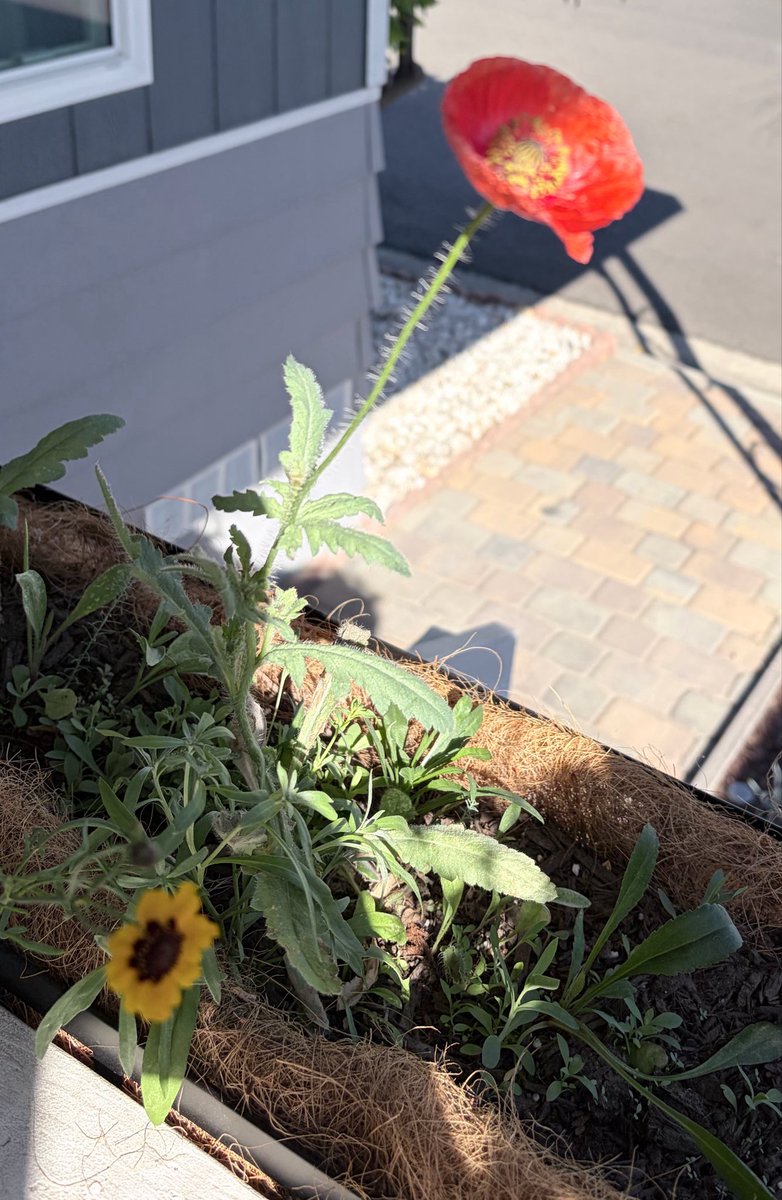 biskitabiskoo's tweet photo. I have radioactive, thumbs, typically; so I am very proud of my humble wildflowers that grew. I shall put this here where no one will see it!😂 https://t.co/RVFEWTUqba
