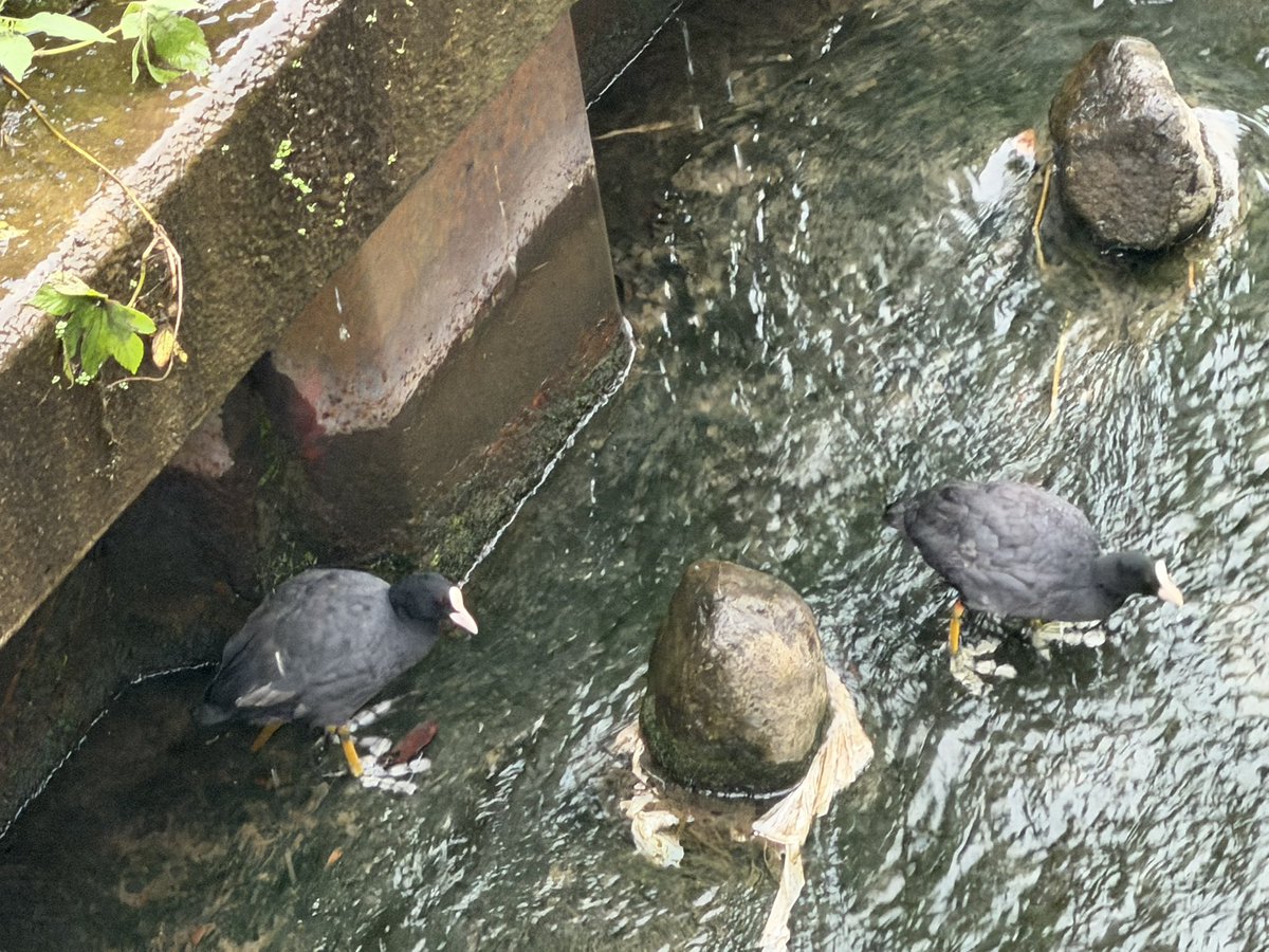 NATTYMAN's tweet photo. おはようございます！
水曜日もソーシャルディスタンシングな散歩

今年も朝顔咲いてました。
この模様、ここにしか咲いてないんですよ。
例の2羽のオオバン
住処で仲良く休んでました。
電線にトビ
ここのところよく観ます。
そして
今朝のサンライズ
知らない撮り鉄さんが集まってました https://t.co/463T0j0j0p
