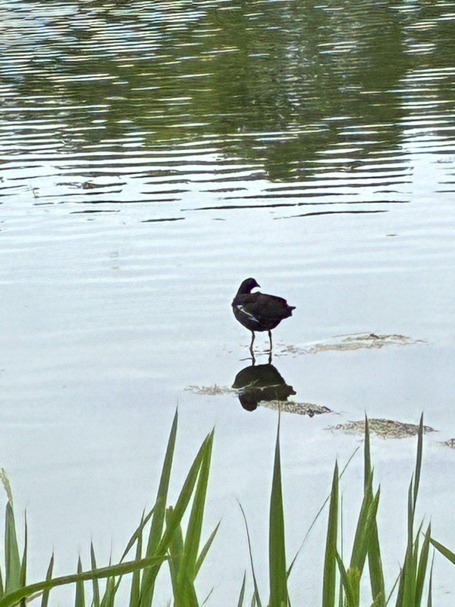 harvest_dev_jp's tweet photo. テスラでお出かけ、浮間公園へ🚗

池を一周歩いて、鴨類・サギ類、ツバメを観察できました🦆

駐車場で低公害車割引き使えます🈹

#テスラ https://t.co/E93Ob5tUIS