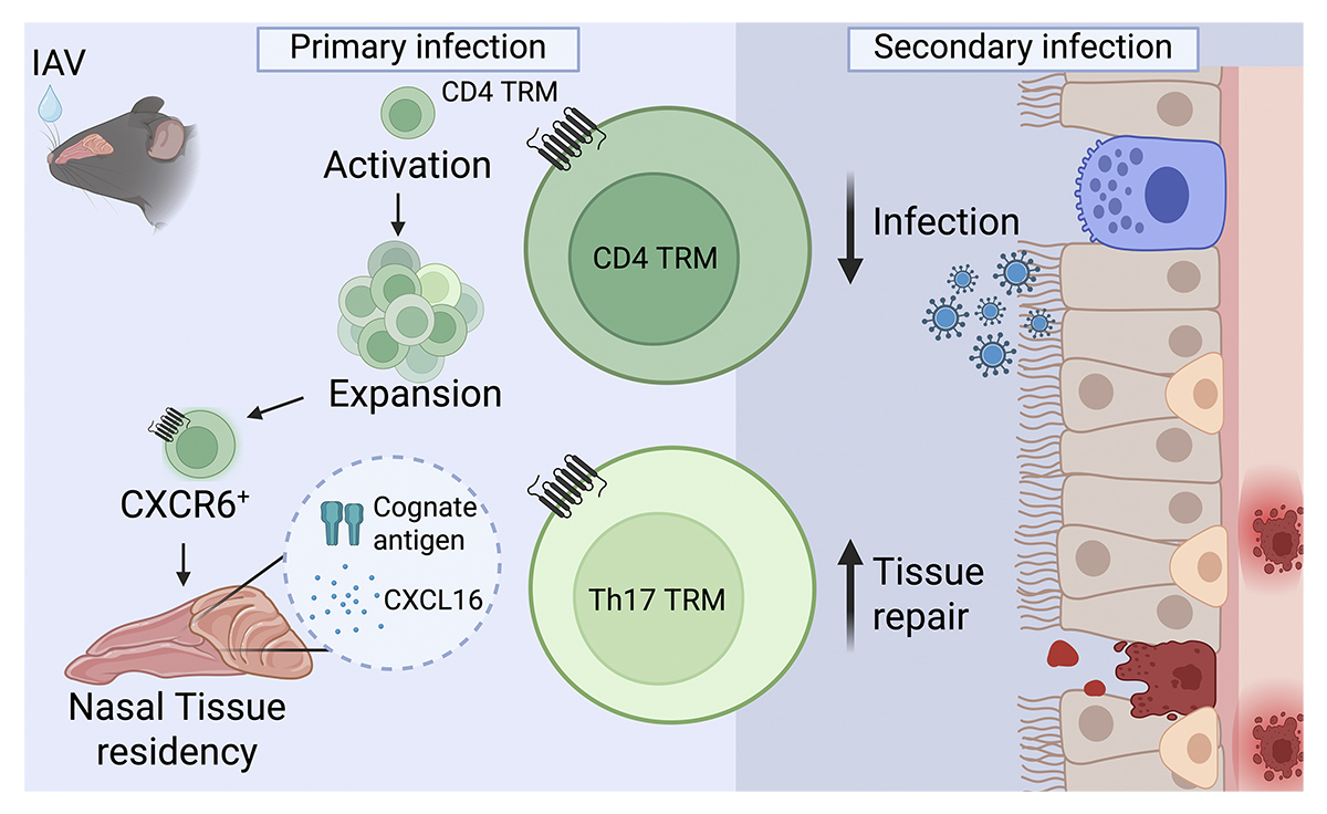 JExpMed's tweet photo. Nasal CD4⁺ tissue-resident memory #Tcells provide cross-protective immunity to #influenza. From Nimitha R. Mathew, Davide Angeletti and colleagues https://t.co/3raiwU2vig
📘 From our Clinical #Immunology Collection 👉 https://t.co/85hhXOWct8 #FOCIS2026 https://t.co/zGXdnCXzeI