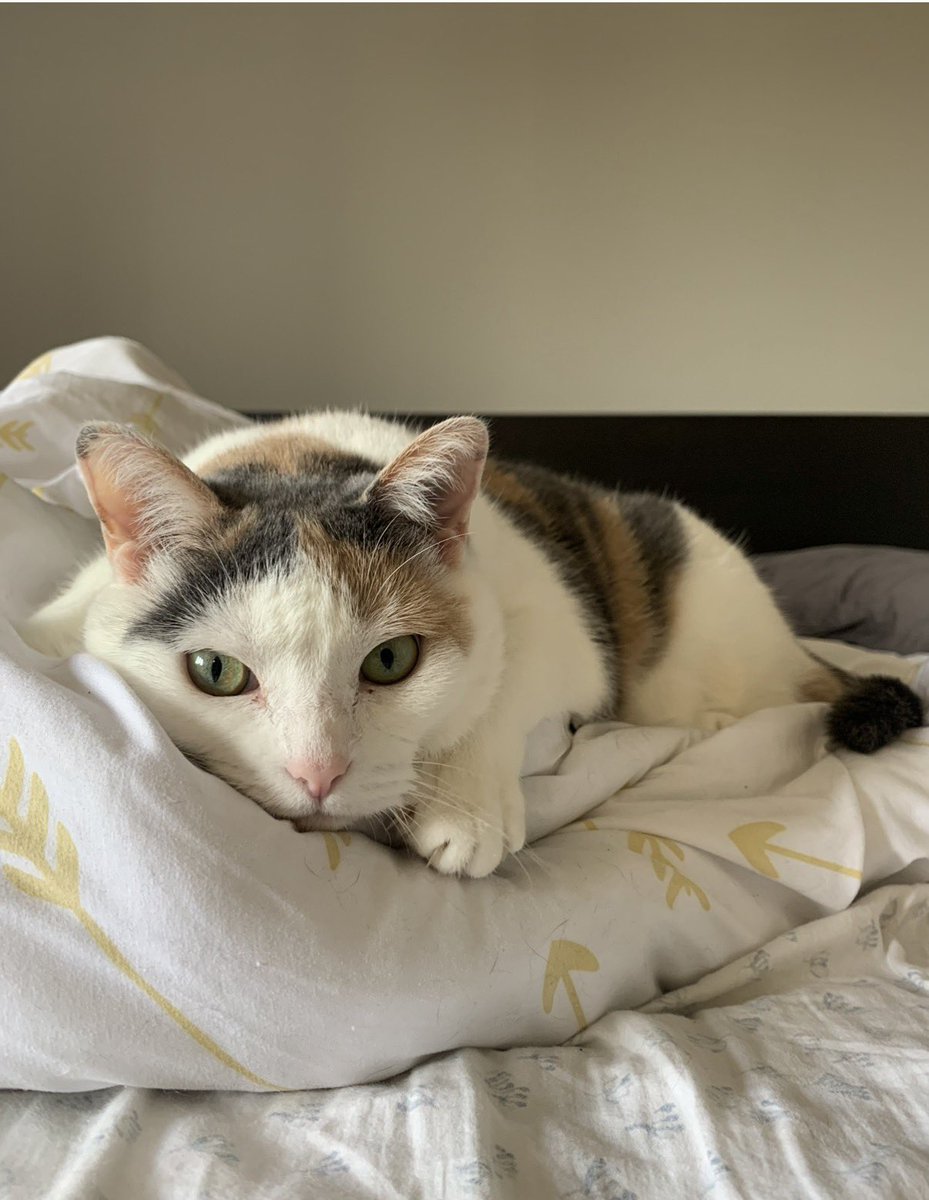 misspandapants's tweet photo. my sweet little kitty sushi passed away extremely suddenly this morning after receiving anesthesia for surgery 

my heart is so so broken ❤️‍🩹 https://t.co/kTgfQTY7Xw