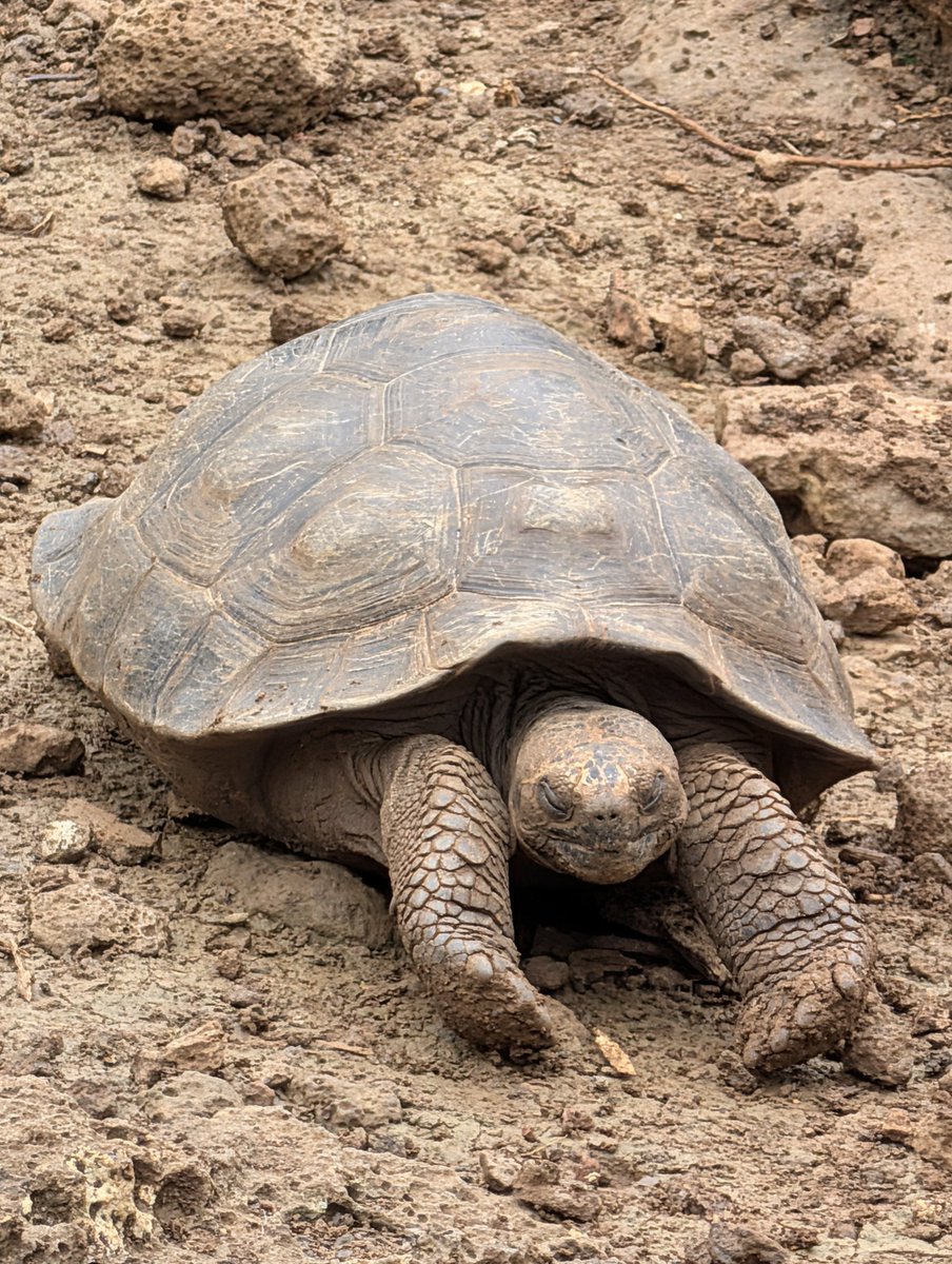 ma_tun_ma's tweet photo. 🐢💤🩷 https://t.co/HRiugHbxbr