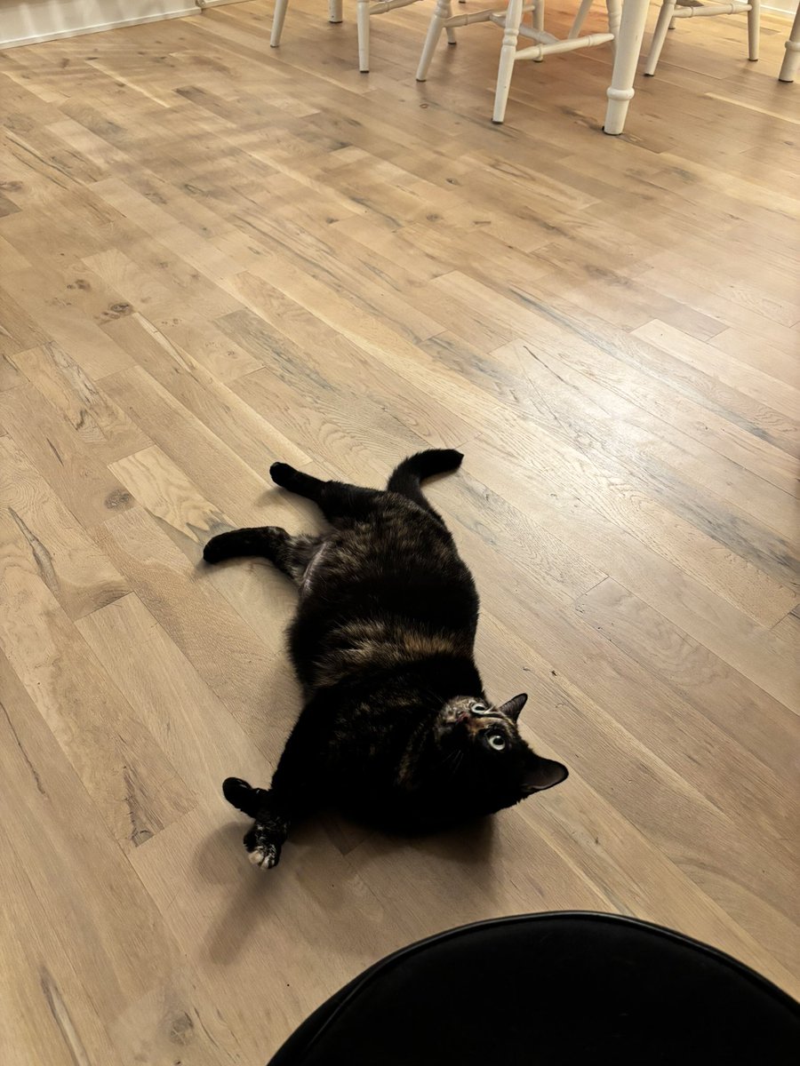 babiebabka's tweet photo. flopby https://t.co/3Ca6KeKawD