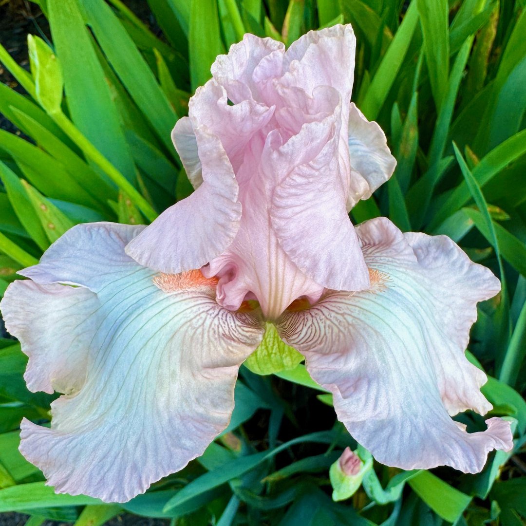 lifecoachamy1's tweet photo. With our heads in the clouds, we dwell in the potential of our imagination, but we have to grow from the ground up to make it happen. 

#selfcare #mindset #Mindfulness #mentalhealth #motivation #personalgrowth #selfcaretips #transformation #gardening #dreambig https://t.co/3YiBmy7LHm