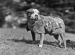 burgerguuy's tweet photo. @Annu_Artss sergeant Stubby https://t.co/yinSsdtk7v