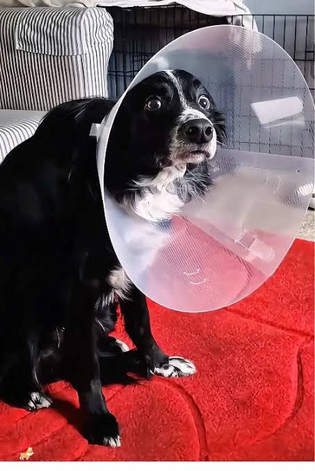 DogtorShitpost's tweet photo. @j_fishback Oh man CONE OF SHAME CONE OF SHAME CONE OF SHAME https://t.co/lVNDCqrXiJ