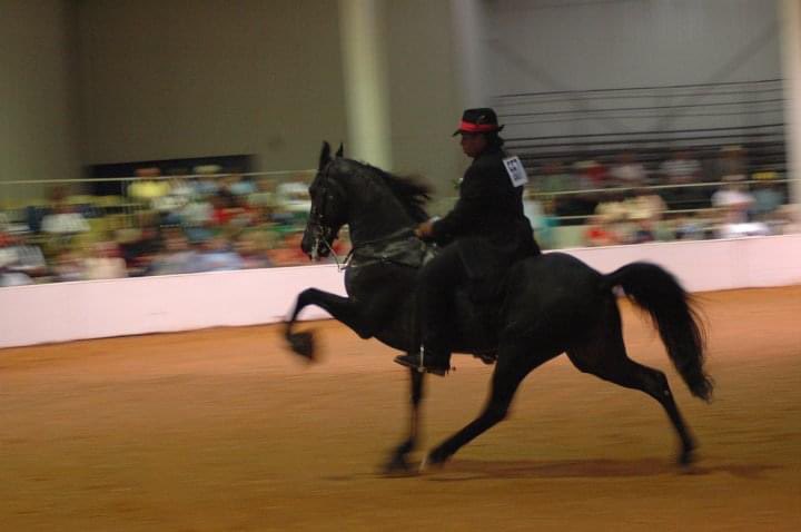 Dexter1London's tweet photo. Fun fact! My 1st girlfriend &amp; I used to compete against each other showing horses. Her technique was better than mine so she would beat me (not my horse lol) BUT BABYYYY, don’t let me get back into showing 😈 https://t.co/xraZUxykk6