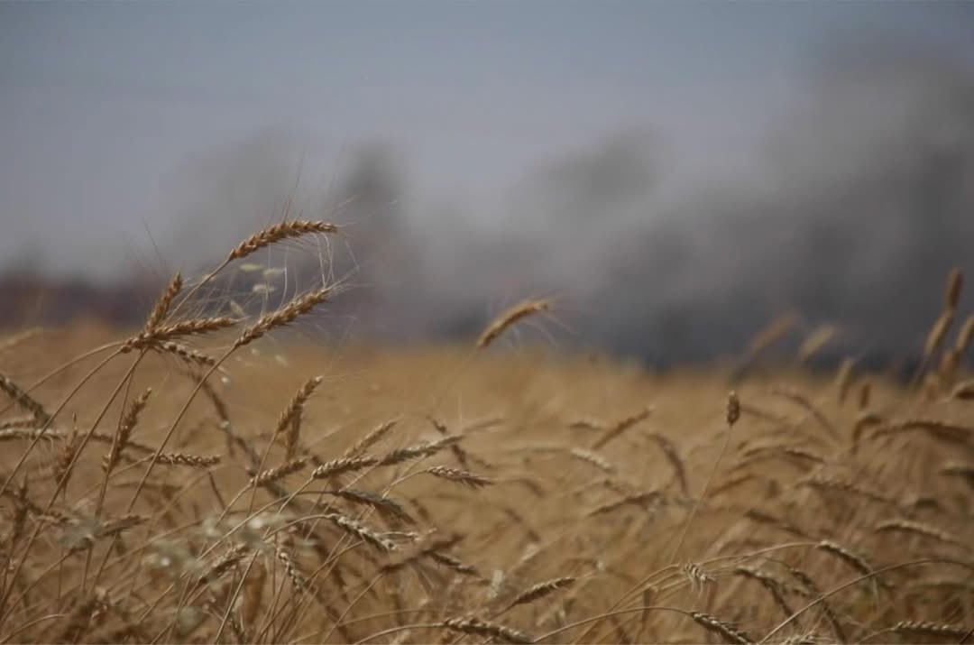Eli_Rojava's tweet photo. All regions of Rojava including Qamishli, Hasakah, Derik, Rimelan, Amuda, are witnessing widespread fires that are consuming agricultural crops, with cells linked to Turkish intelligence carrying out the arson in what is seen as a new attack on the livelihoods of residents

#Kurd https://t.co/wbaODKuD2n