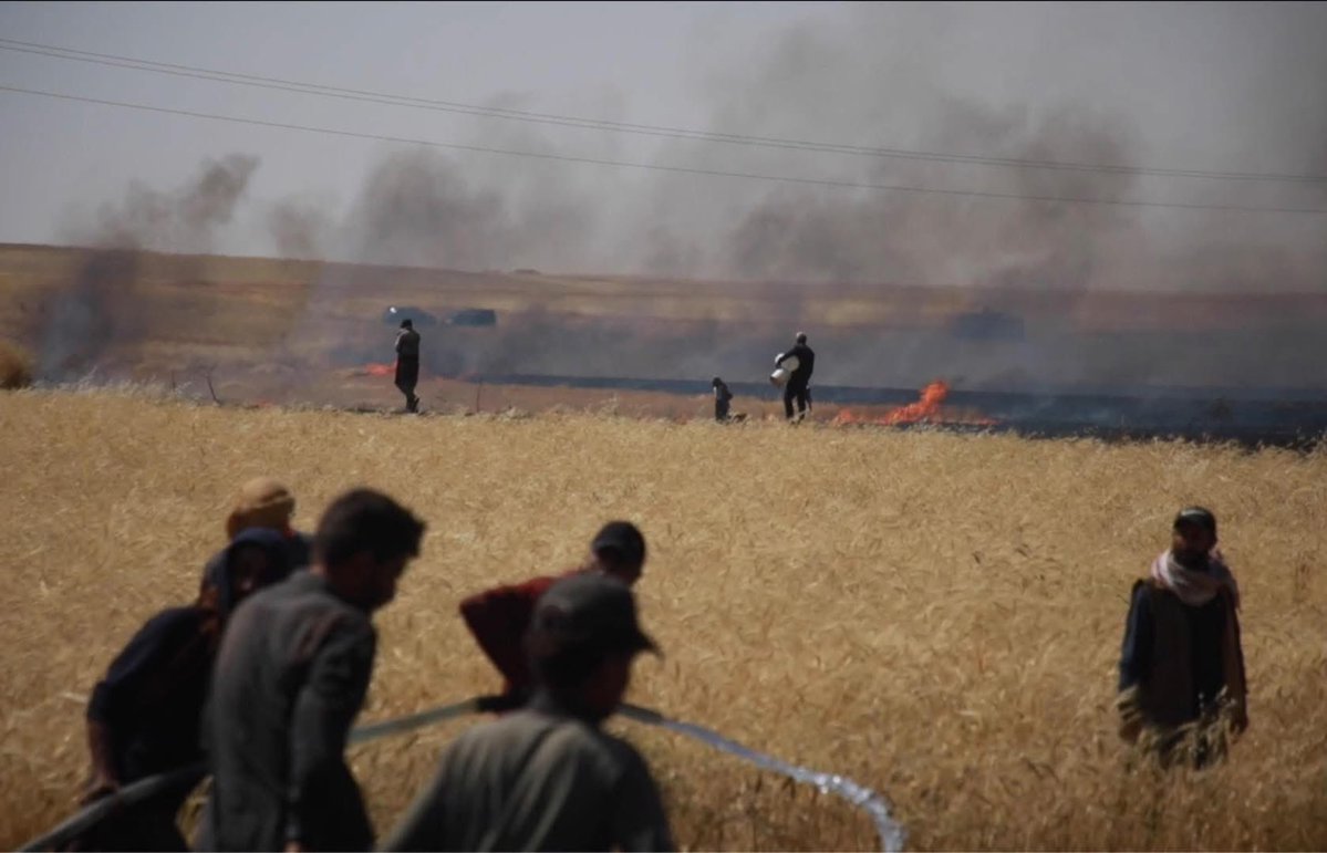 Eli_Rojava's tweet photo. All regions of Rojava including Qamishli, Hasakah, Derik, Rimelan, Amuda, are witnessing widespread fires that are consuming agricultural crops, with cells linked to Turkish intelligence carrying out the arson in what is seen as a new attack on the livelihoods of residents

#Kurd https://t.co/wbaODKuD2n