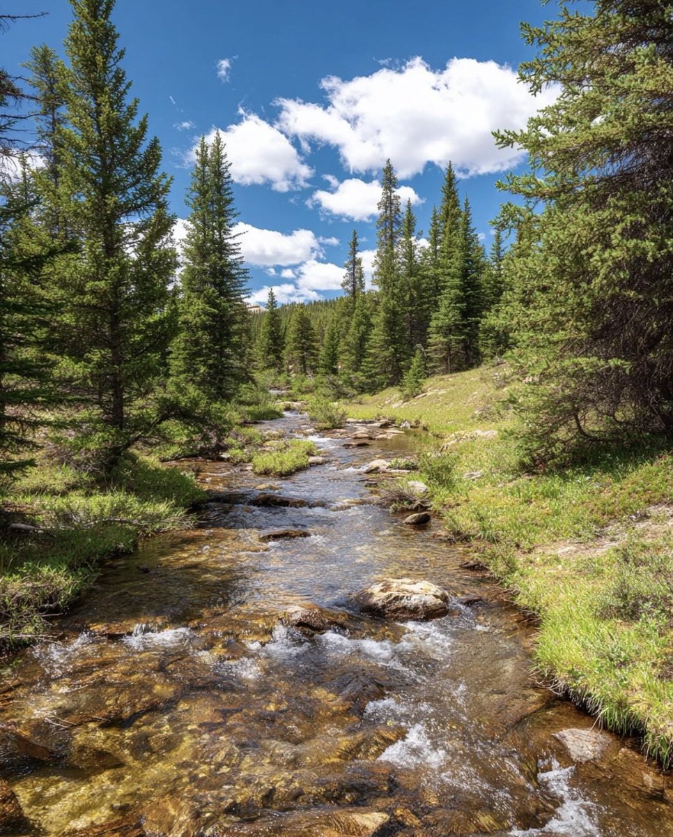 Broconer's tweet photo. G’ Morning, all.  ♥️✌🏼🖖  Golden Creek flowing through Summer Pines in the Rockies, Colorado, USA (takemoreadventures) https://t.co/VjUk901paZ