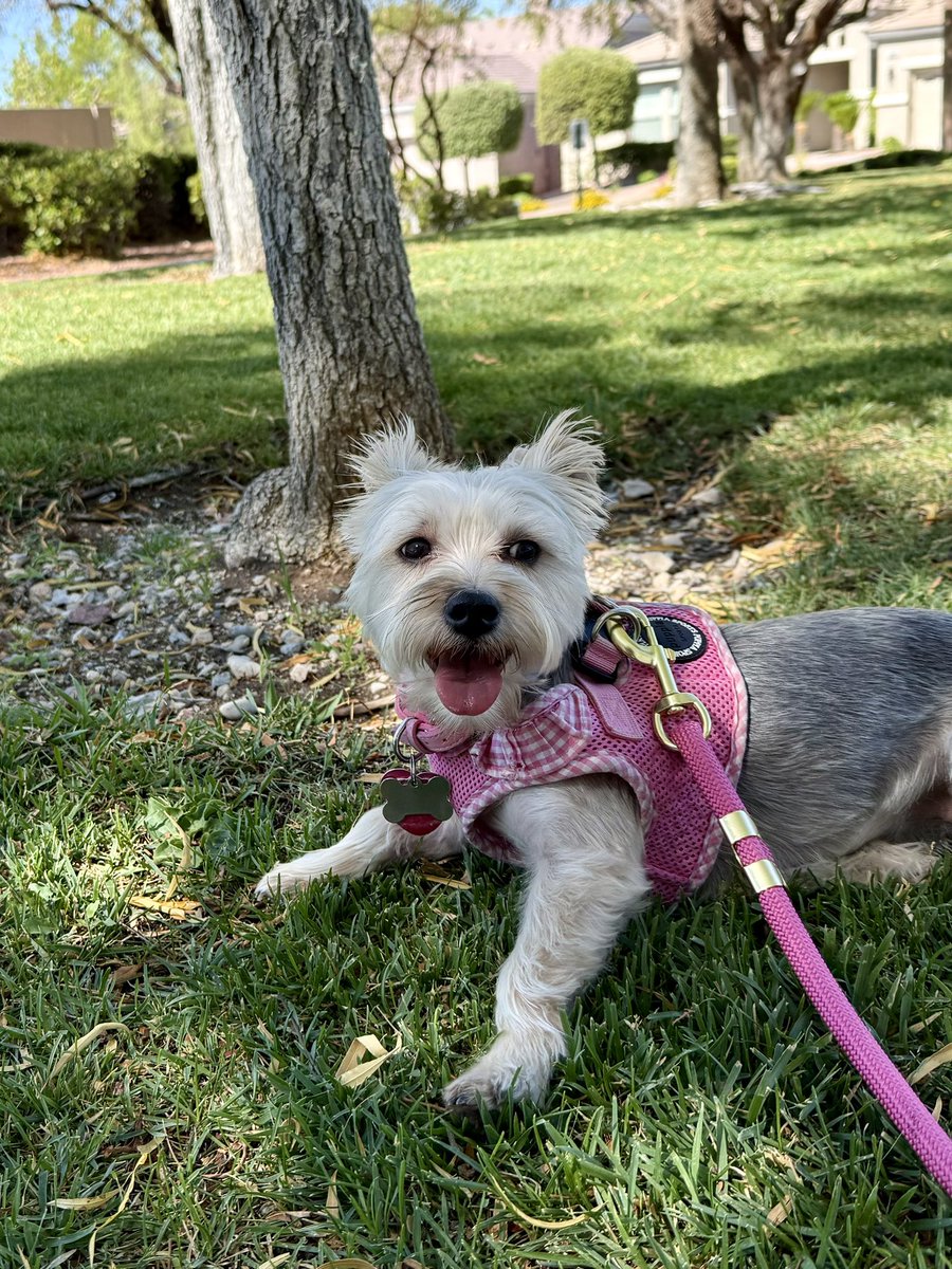 SirBailey2's tweet photo. Yippee!!! Woo-hoo!!! Aunt Dodie hers here. An life it’s good 😁 We’s went on EARLY morning walkie. To the’s park 💚🐶🐾 #dogsofx #dogsoftwitter #adogslife #doggo #pets https://t.co/6MEl9GgQ06
