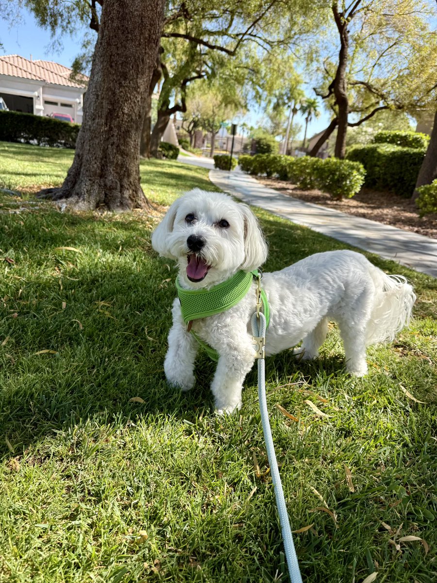 SirBailey2's tweet photo. Yippee!!! Woo-hoo!!! Aunt Dodie hers here. An life it’s good 😁 We’s went on EARLY morning walkie. To the’s park 💚🐶🐾 #dogsofx #dogsoftwitter #adogslife #doggo #pets https://t.co/6MEl9GgQ06