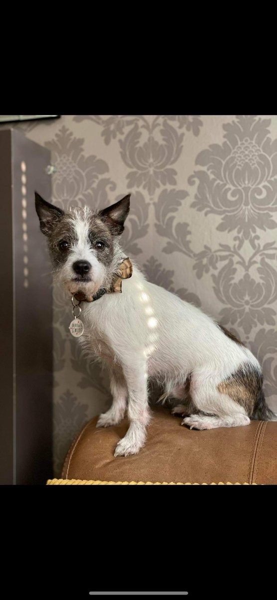 MissingPetsGB's tweet photo. 4 years ago today BENJI went missing😔

23 June 2022 at John muir country park in Dunbar, East Lothian #EH42 he was last seen &amp; was wearing an orange leather collar with tag &amp; is chipped.

Benji is likely a victim of #theftbyfinding💔
if anyone knows anything please come forward. https://t.co/h2cjMGOAI2