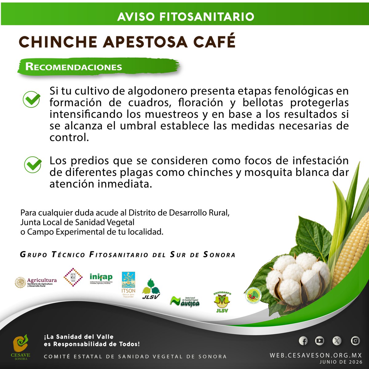 CESAVE_Sonora's tweet photo. AVISO FITOSANITARIO | Chinche Apestosa Café 📷
Productores del sur de Sonora, durante el ciclo agrícola 2025-2026 se ha observado un incremento en la población de chinche apestosa café en cultivos como maíz, cártamo y algodón, entre otros. https://t.co/KUSpsOO5ha