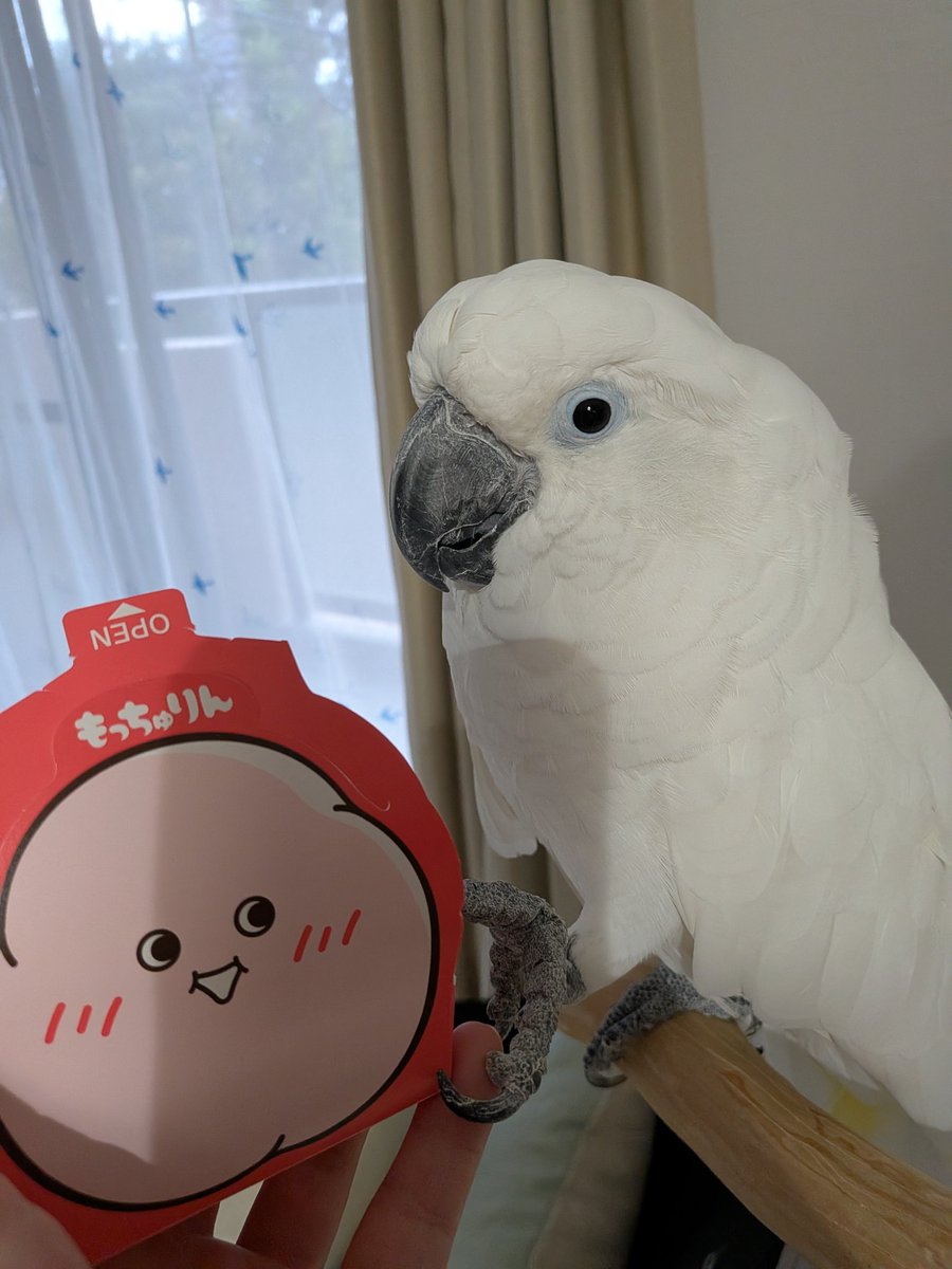 Chan_Peee's tweet photo. ようやくもっちゅりんをゲットしたので、ぎぃさんに見せてみた。

相変わらずドン引きだった。（最後は慣れたっぽい
#タイハクオウム https://t.co/tAH1v0cG3N