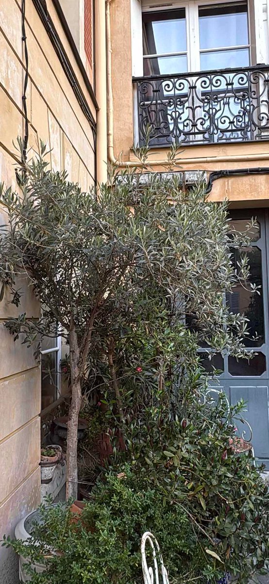GreenAgentApp's tweet photo. ☀️ Heatwave in Versailles.

Mission of the day:
🌿 Find a rare plant before sunset.
Result:
✨ RARE OLIVE TREE UNLOCKED

📱 Scanned with Green Agent
🧠 AI identified
🏆 +XP
Every walk becomes a nature treasure hunt.

#GreenAgent #Versailles #OliveTree #PlantDiscovery #NatureTech https://t.co/1YP4XU30Oy