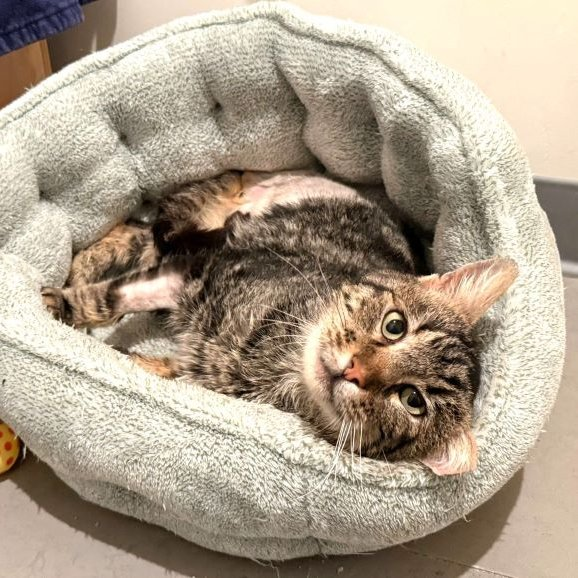 sachikoko's tweet photo. 👉🏽SENIOR ALERT🙏🏾PLEASE SHARE
💝Sweet 8YO #Senior Brown #Tabby Kitty IRVING💝
📢Needs A Cat Savvy #FureverHome🏡With Another🐈
▶https://t.co/6UJBVyhZU6
🙏🏽#AdoptDontShop
#Oakland, #CA #SF #SpecialNeeds #Tripod
▶️https://t.co/FCtnqRd4RB
✅CATS✅Cat Savvy Teens #RehomeHour #US https://t.co/wlrYRIv21B