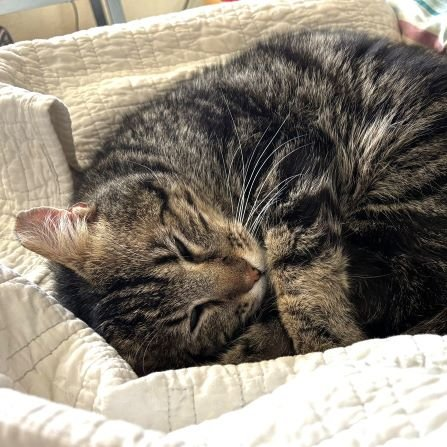 sachikoko's tweet photo. 👉🏽SENIOR ALERT🙏🏾PLEASE SHARE
💝Sweet 8YO #Senior Brown #Tabby Kitty IRVING💝
📢Needs A Cat Savvy #FureverHome🏡With Another🐈
▶https://t.co/6UJBVyhZU6
🙏🏽#AdoptDontShop
#Oakland, #CA #SF #SpecialNeeds #Tripod
▶️https://t.co/FCtnqRd4RB
✅CATS✅Cat Savvy Teens #RehomeHour #US https://t.co/wlrYRIv21B