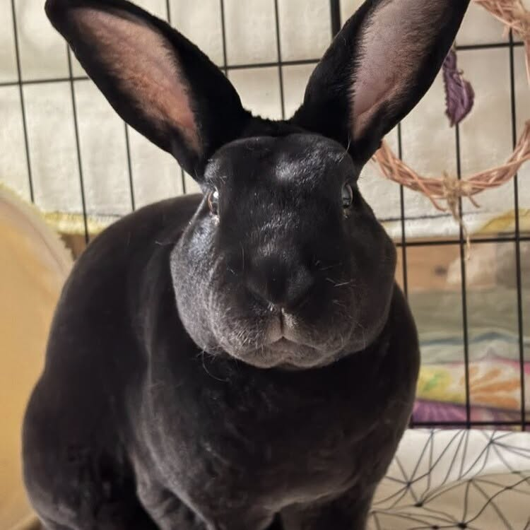 RabbitNetwork's tweet photo. Puppie the #bunny is the sweetest, softest boy around. He is full of energy, adventurous, and curious. 🤓 Puppie enjoys his zoomies, flops, and teddy bears. We also think he's a good candidate for bonding! Learn more: https://t.co/ehzUa7t8tn https://t.co/SR8F6ZCTJo