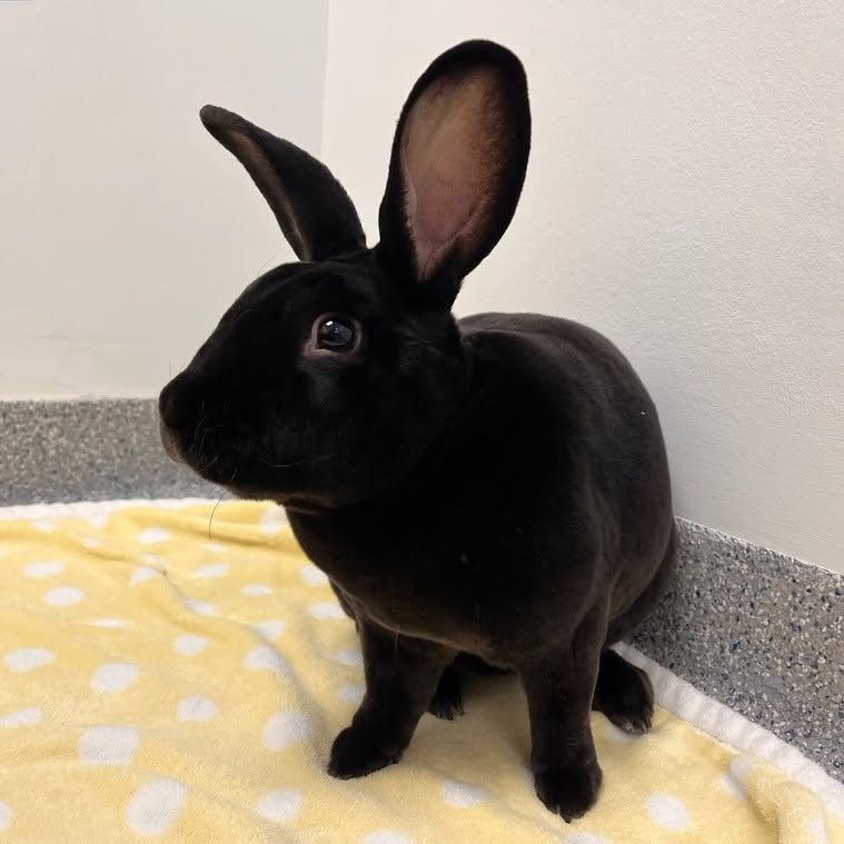 RabbitNetwork's tweet photo. Puppie the #bunny is the sweetest, softest boy around. He is full of energy, adventurous, and curious. 🤓 Puppie enjoys his zoomies, flops, and teddy bears. We also think he's a good candidate for bonding! Learn more: https://t.co/ehzUa7t8tn https://t.co/SR8F6ZCTJo