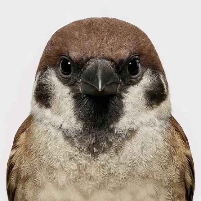birdscolour56's tweet photo. Birds' ID photos look much better than human. https://t.co/Zk42z29MQ1