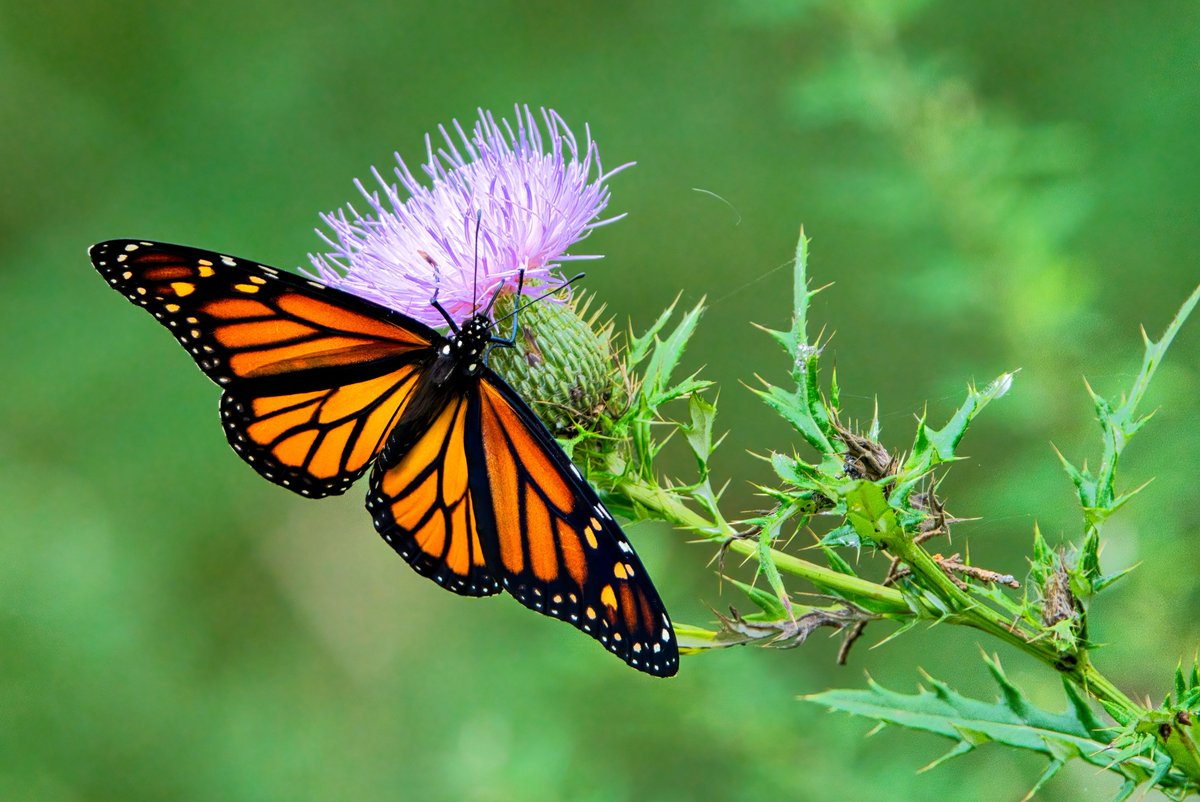 texaswildlife's tweet photo. Reminder! Our June 24 Wild at Work webinar features Katie Harris, pollinator conservation specialist with @xercessociety. The topic: early successional management strategies for pollinator conservation. It's FREE! Tune in at noon. https://t.co/X4N20fnqlH https://t.co/FvQaUNgxtB
